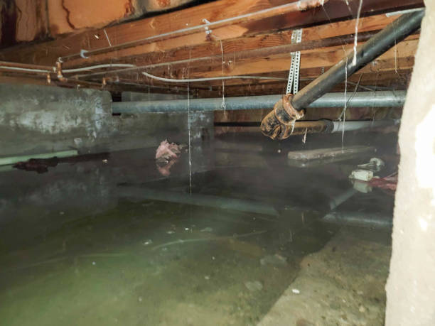 Best Water damage cleanup near me  in Eustace, TX