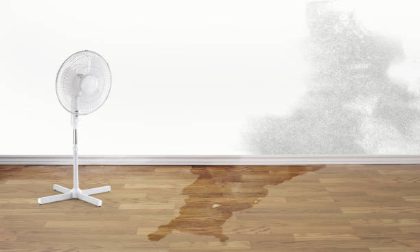Best Professional water damage repair  in Eustace, TX